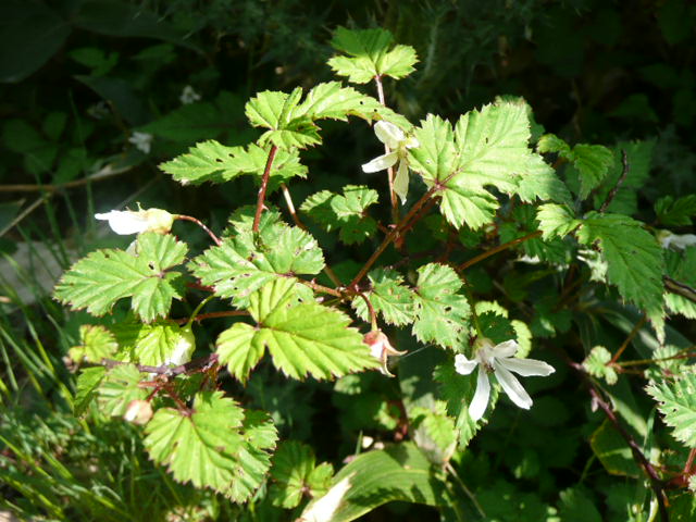 石鎚山に咲く野の花_f0099147_815381.jpg