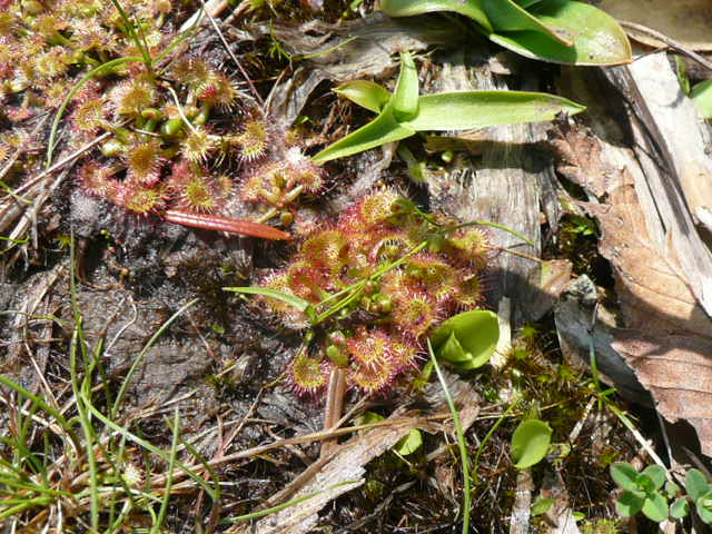 石鎚山に咲く野の花_f0099147_9144714.jpg