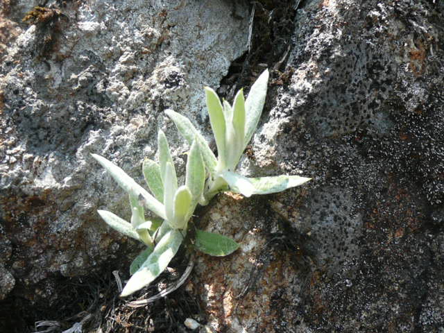 石鎚山に咲く野の花_f0099147_914829.jpg