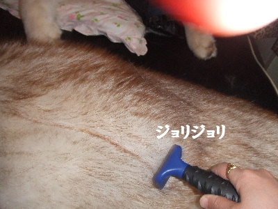正しいおけけのリサイクル法 名作ハス公劇場