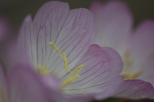琉球月見草 花回廊 金沢