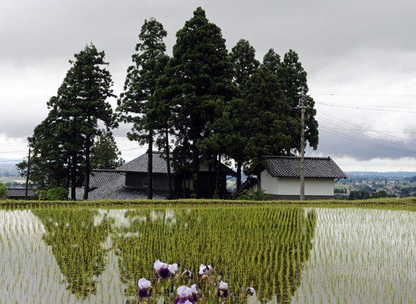 雨上がり風景_d0000952_9544014.jpg