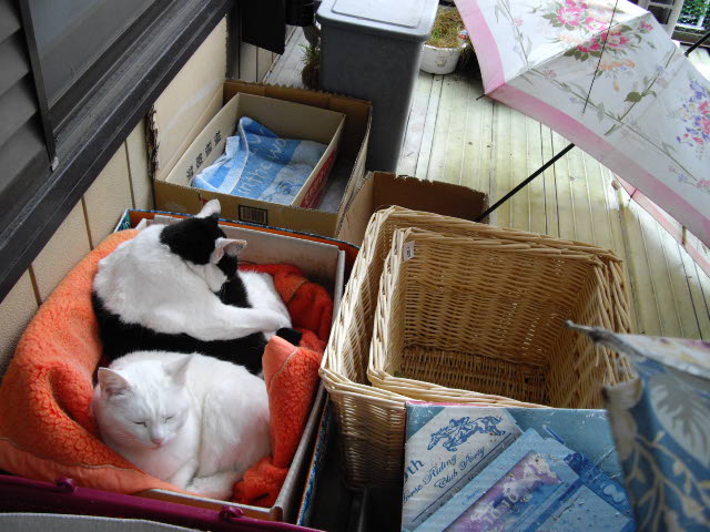 長~い雨です。_d0116059_19505099.jpg