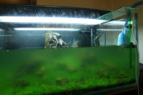 魔のグリーンウォーター（アオコ） : AQUALiving