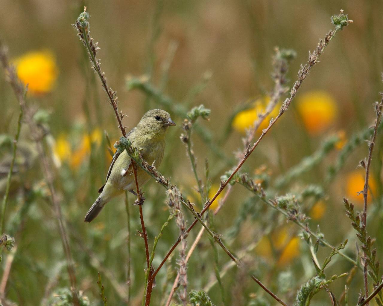 アメリカの鳥（第2段）_f0105570_915252.jpg