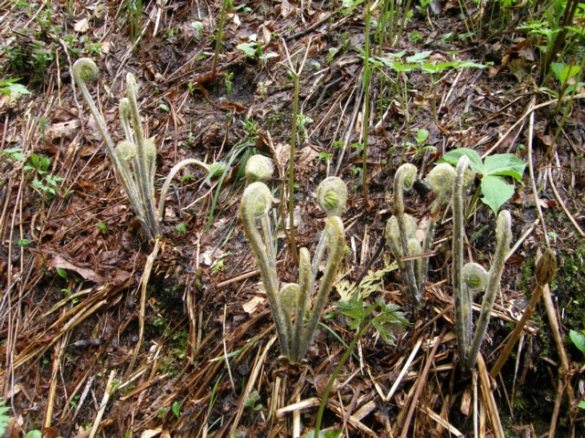 210 ゼンマイの乾燥保存 植野稔の自然遊悠学 イワナだ ヤマメだ 山菜だ きのこだ