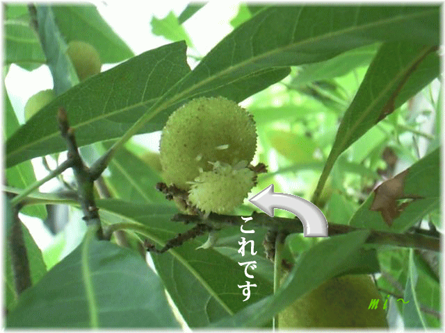 e0077875_748832.gif