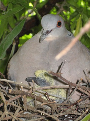 鳩の赤ちゃん 着物乃塩田 スタッフブログ 鳩の赤ちゃん 着物乃塩田 スタッフブログ