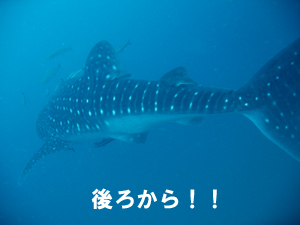 やったぞ~~~! ジンベエザメ!!_f0144385_222851.jpg