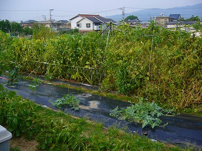 私の家庭菜園.08.5.27現在_b0121493_11352082.jpg