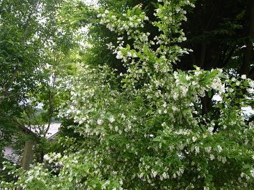 リラの花の咲く頃_d0087595_1037136.jpg