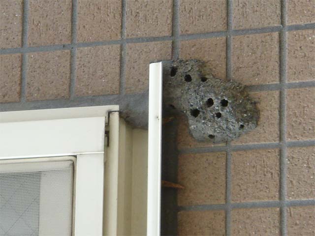 コンクリートのようにも見え なんだか怪しげ 昆虫ブログ むし探検広場