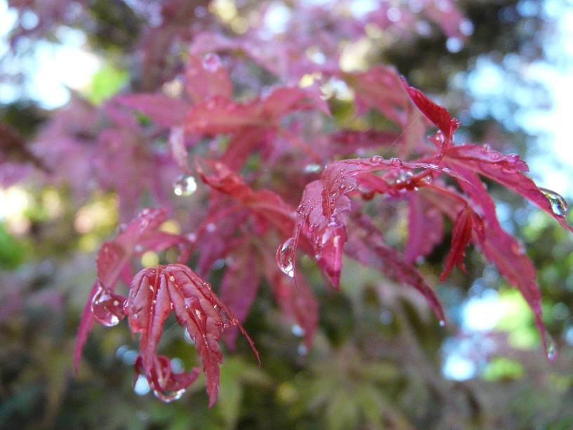 水滴の日(^_^)v_c0086014_2223481.jpg