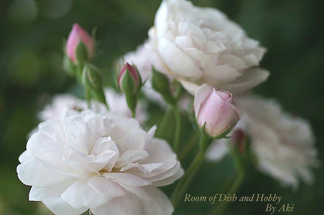 日本フルハーフの薔薇《白い薔薇特集》／ゴマダラヒョウモンチョウ♂です。_b0033423_13314812.jpg