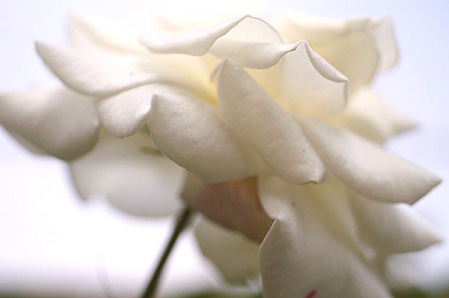 日本フルハーフの薔薇《白い薔薇特集》／ゴマダラヒョウモンチョウ♂です。_b0033423_1332044.jpg