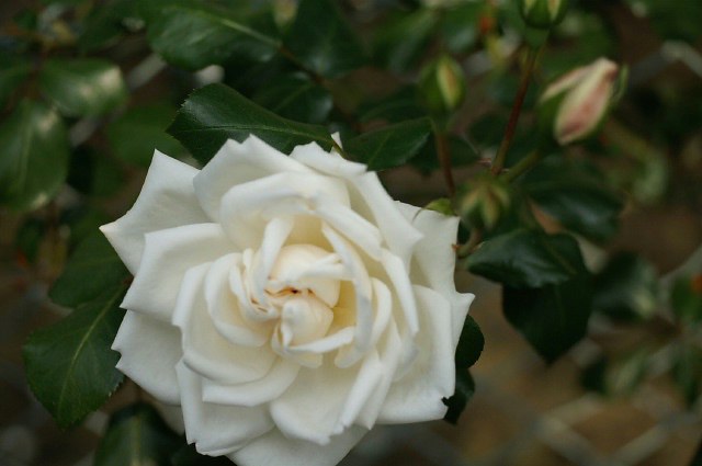 日本フルハーフの薔薇《白い薔薇特集》／ゴマダラヒョウモンチョウ♂です。_b0033423_13322041.jpg