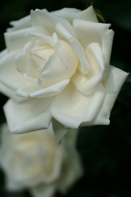 日本フルハーフの薔薇《白い薔薇特集》／ゴマダラヒョウモンチョウ♂です。_b0033423_13323656.jpg