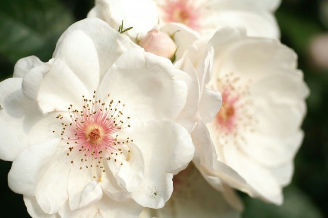 日本フルハーフの薔薇《白い薔薇特集》／ゴマダラヒョウモンチョウ♂です。_b0033423_13325690.jpg
