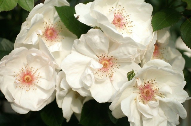 日本フルハーフの薔薇《白い薔薇特集》／ゴマダラヒョウモンチョウ♂です。_b0033423_13331248.jpg
