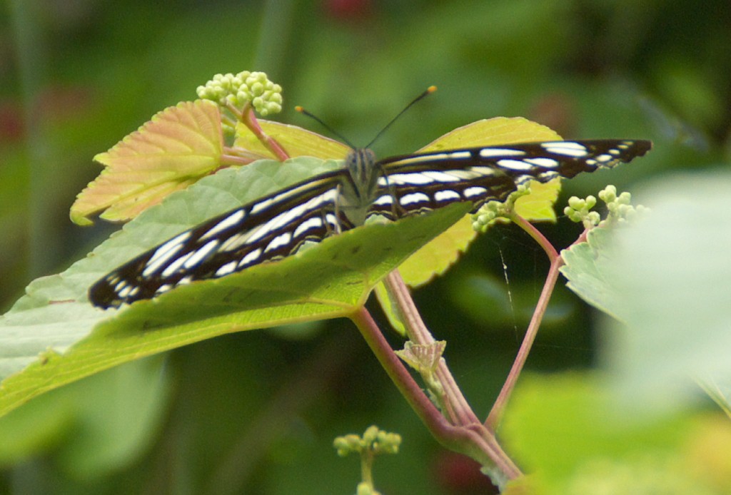 花と昆虫_d0053930_6175235.jpg