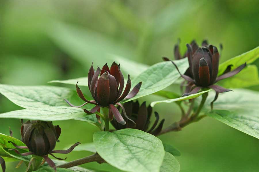 クロロウバイ 花言葉 慈愛ー 自然を撮る 花と木 自然を撮る 植物編 クロロウバイ 花言葉 慈愛ー 自然を撮る 花と木 自然を撮る 植物編