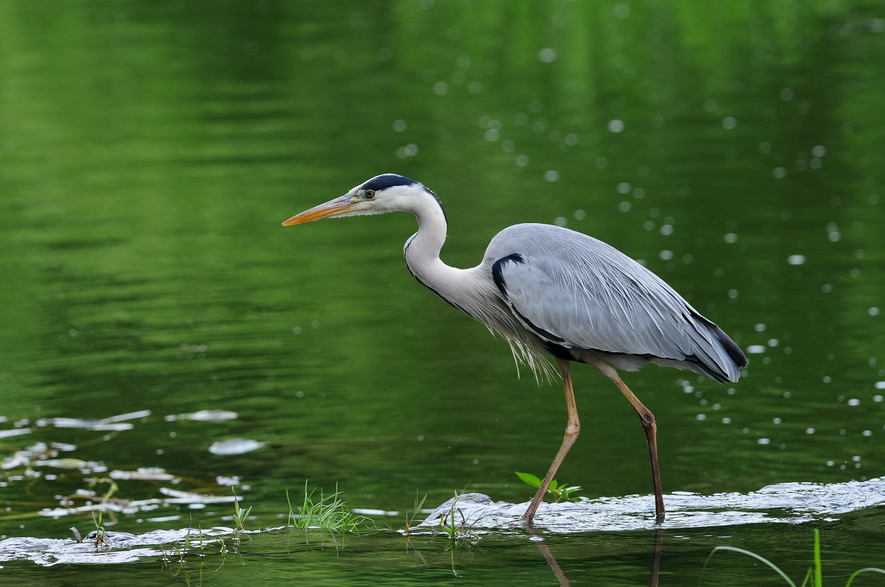 虫＆野鳥共用レンズ_f0055257_2045192.jpg