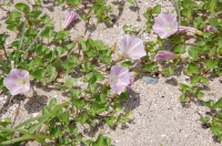 『波打ち際の草花の観察会』 in せんなん里海公園_c0108460_22105497.jpg