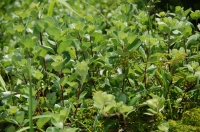 『波打ち際の草花の観察会』 in せんなん里海公園_c0108460_22123274.jpg