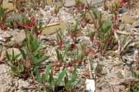 『波打ち際の草花の観察会』 in せんなん里海公園_c0108460_22183892.jpg