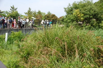 『波打ち際の草花の観察会』 in せんなん里海公園_c0108460_22213160.jpg