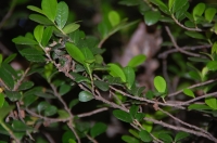 『波打ち際の草花の観察会』 in せんなん里海公園_c0108460_22231099.jpg