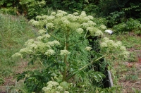 『波打ち際の草花の観察会』 in せんなん里海公園_c0108460_22275927.jpg