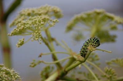 『波打ち際の草花の観察会』 in せんなん里海公園_c0108460_22302149.jpg