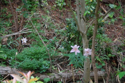今日はササユリは６輪開花…うみべの森ササユリ便り第５日_c0108460_22464695.jpg