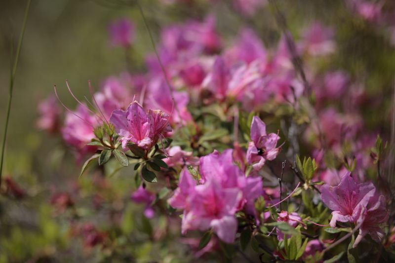 龍神スカイライン（石楠花と紫陽花）_c0108863_2224973.jpg