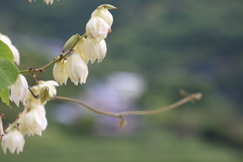 龍神スカイライン（石楠花と紫陽花）_c0108863_2243548.jpg