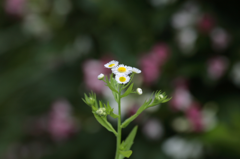 龍神スカイライン（石楠花と紫陽花）_c0108863_2262575.jpg