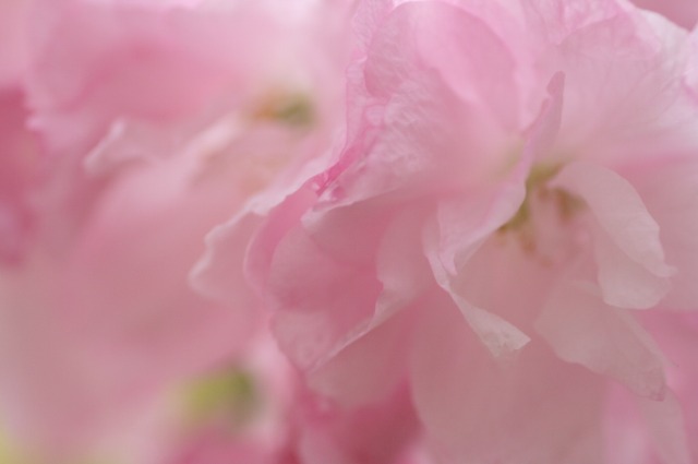 桜　大阪・造幣局　－糸括ー_d0141365_2232497.jpg