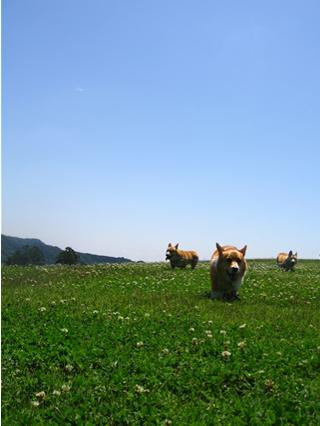 貸切あいかわ公園_f0095265_20333095.jpg