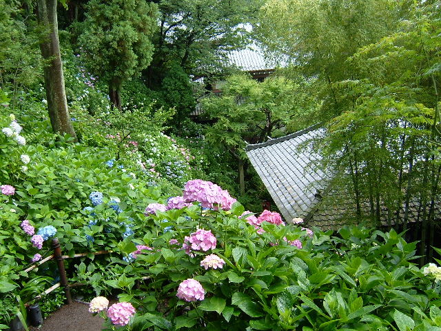 鎌倉旅行2006　25紫陽花咲く　長谷寺_d0029066_2146475.jpg