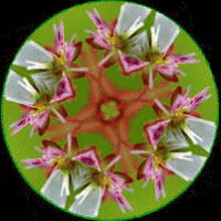 d0102968_10343775.gif