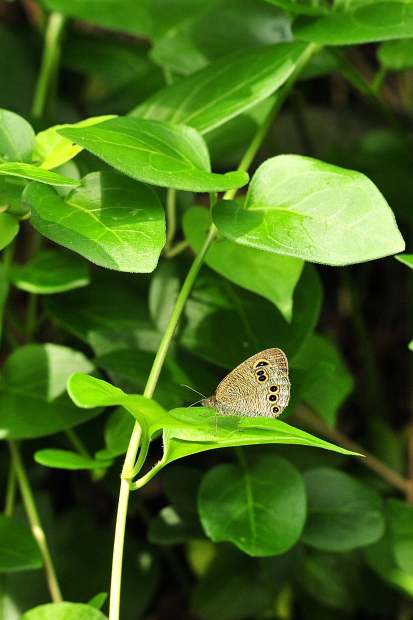 千光寺公園の蝶_a0041073_12141454.jpg