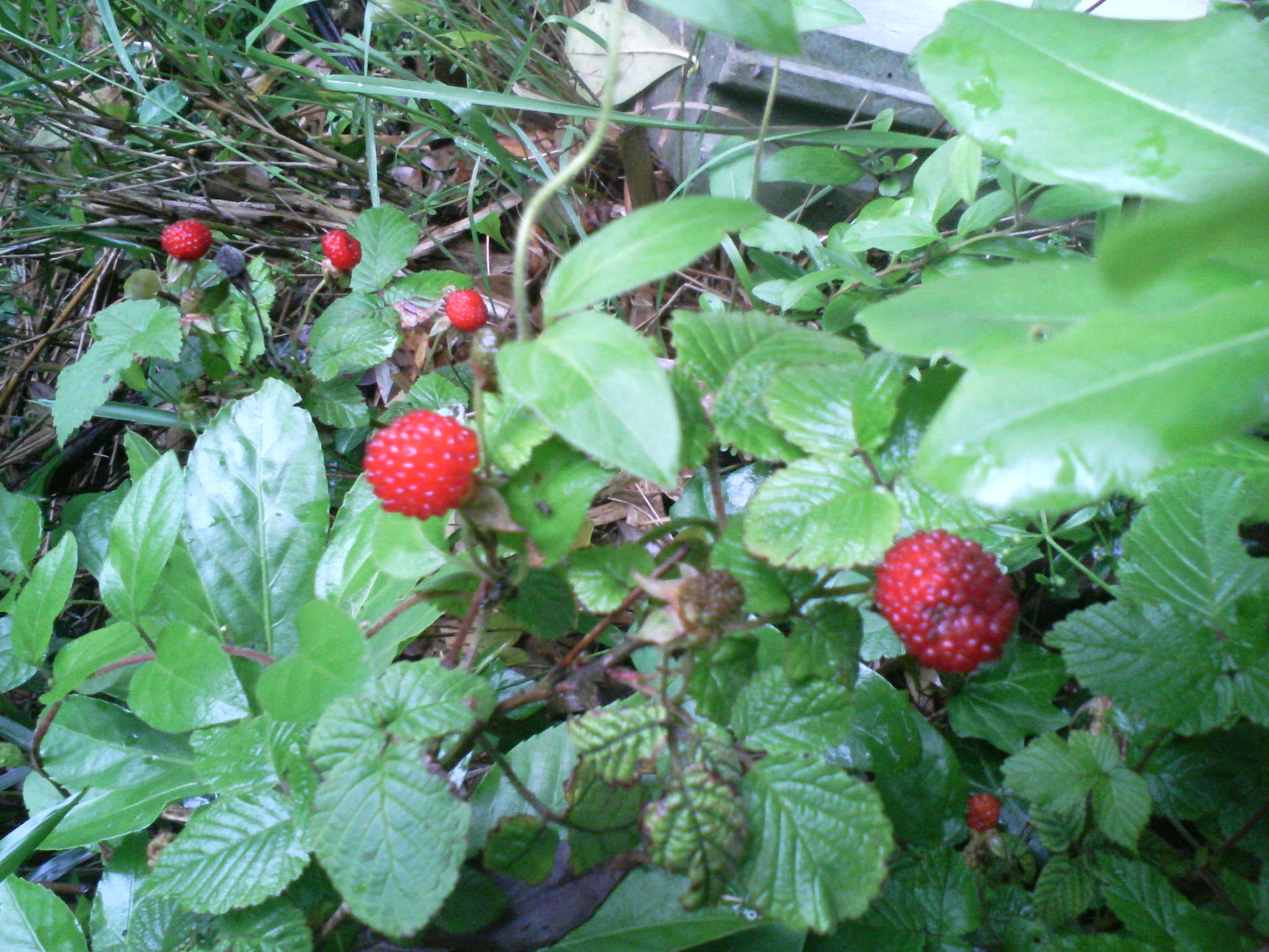 f0117673_2249437.jpg