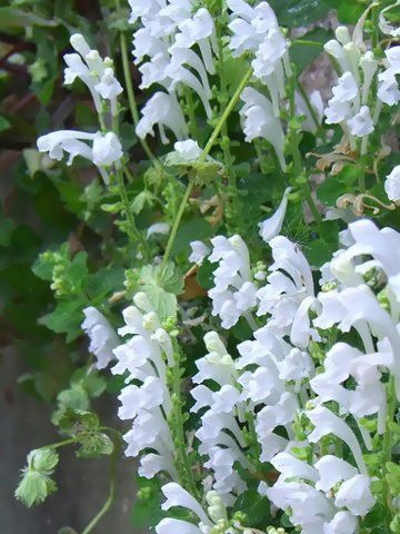 花言葉私の命捧げます なんて凄いのでしょう 心はいつも青空 花言葉私の命捧げます なんて凄いのでしょう 心はいつも青空