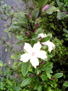 e0046477_1510568.jpg