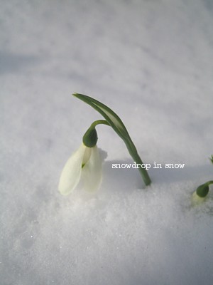 雪の中の　snow drop_f0175689_17161396.jpg