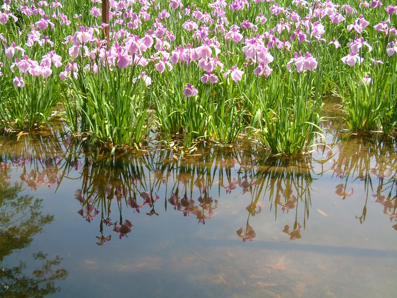 万博公園の花めぐり_b0044296_20131116.jpg