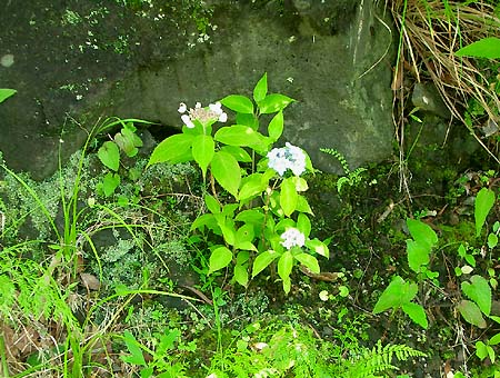 e0034012_10275475.jpg