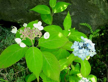 e0034012_1028683.jpg