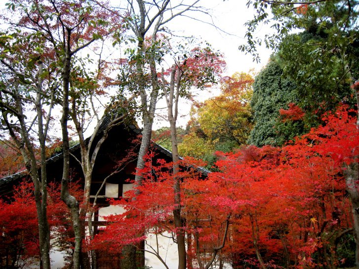 京都錦秋編(8)：醍醐寺(07.12)_c0051620_6115470.jpg